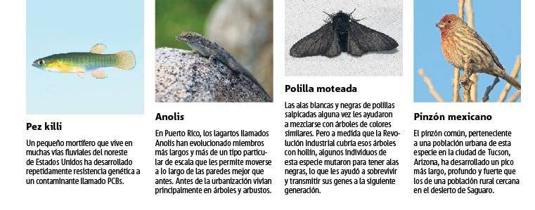 animales