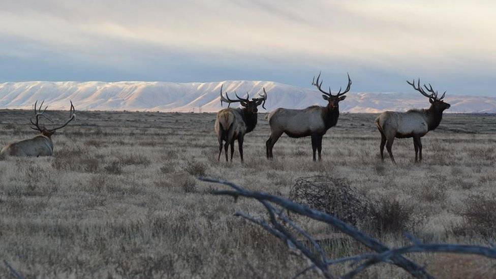 99565934hanford5-3a64e3ea01d48761c9366ff9e351ffe3.jpg