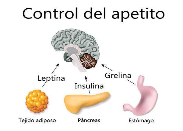 hormonas