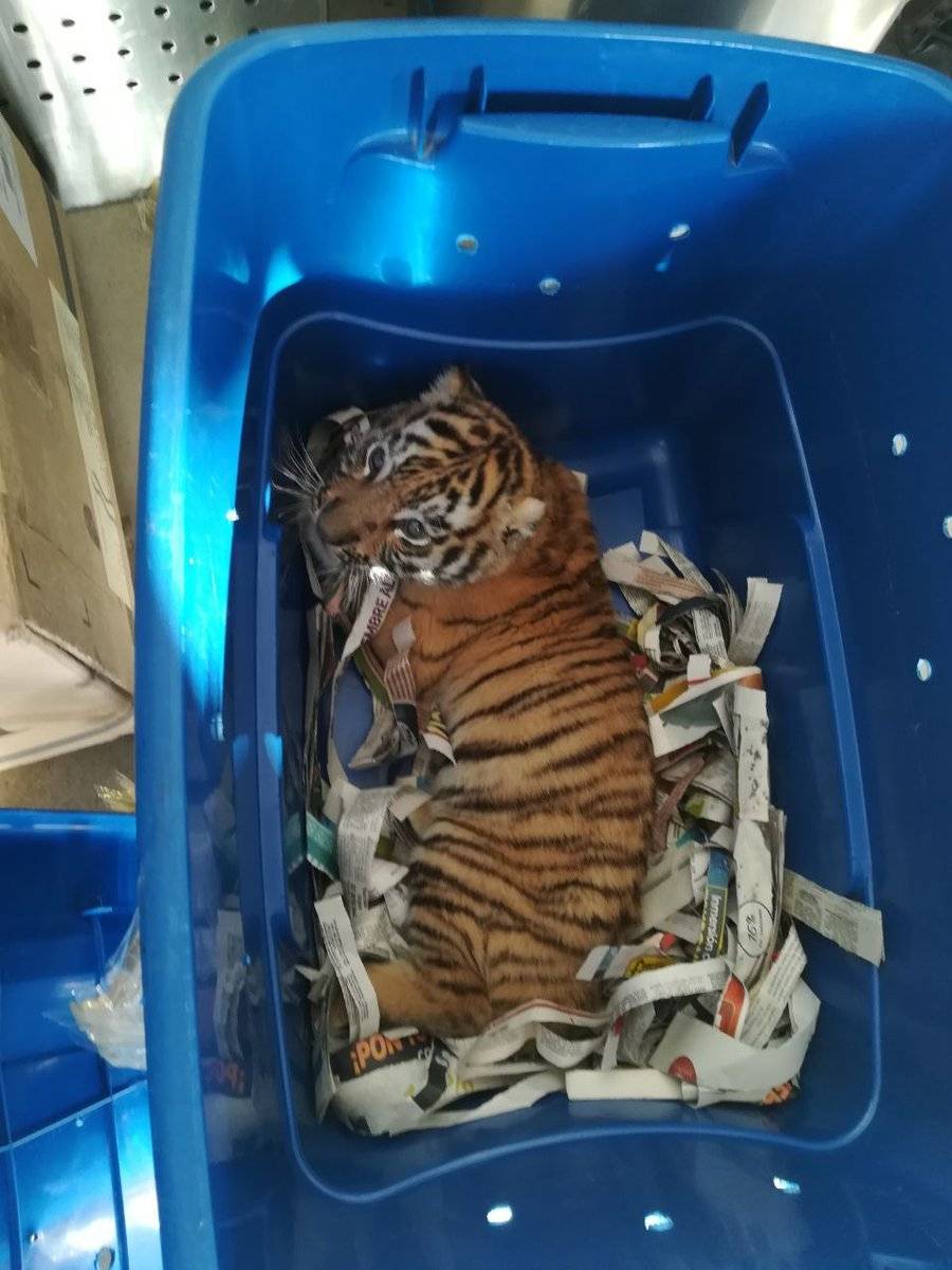 Localizan un cachorro de tigre dentro de caja en una paquetería