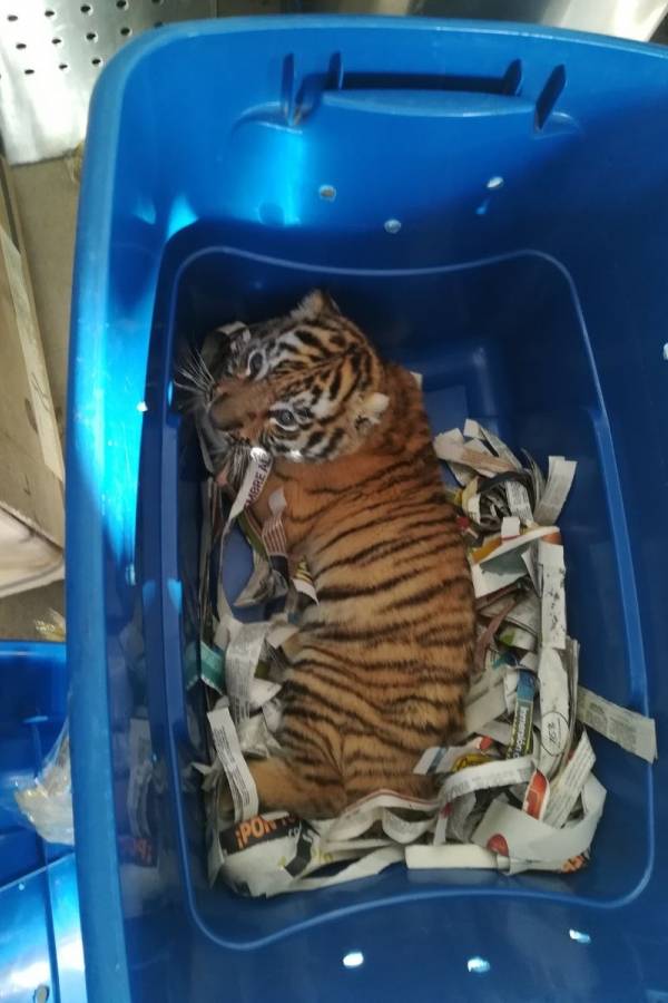 Localizan un cachorro de tigre dentro de caja en una paquetería