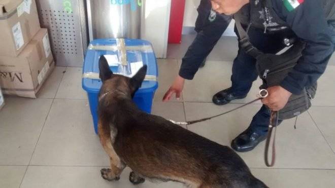 Localizan un cachorro de tigre dentro de caja en una paquetería
