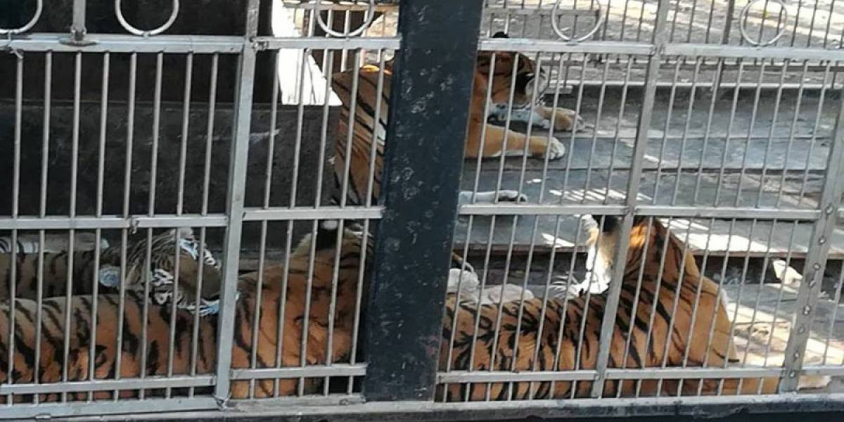 Tigre le arranca los brazos a su cuidador