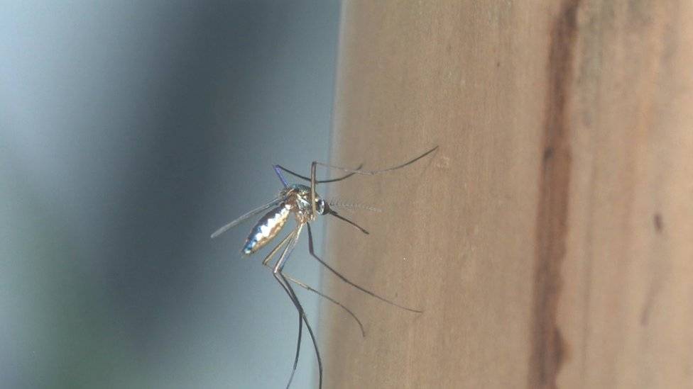 febre amarela