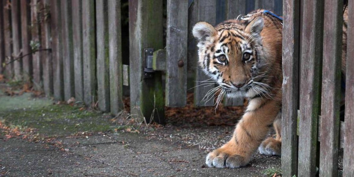 Tigre le arranca los brazos a su cuidador