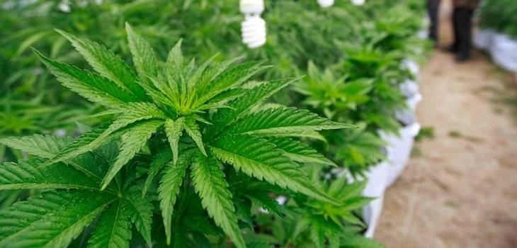 cannabis