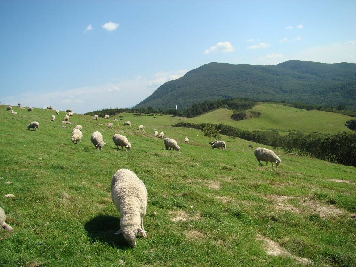 Granja de ovejas Daegwallyeong