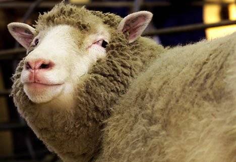 dollysheepr468x336.jpg