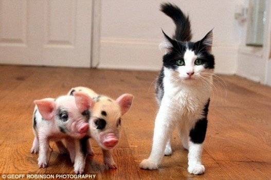 micropigs02527x350.jpg