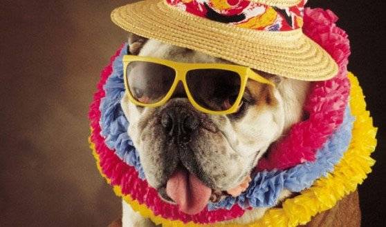 perros02558x329.jpg