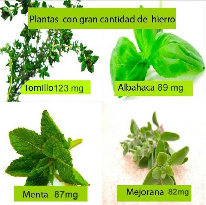plantasconhierro.jpg