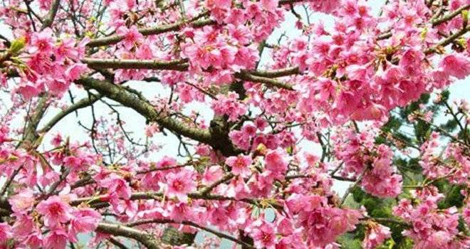 Todas queremos un tatoo de cherry blossom o flor de cerezo ...