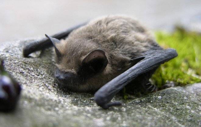bat660x650.jpg