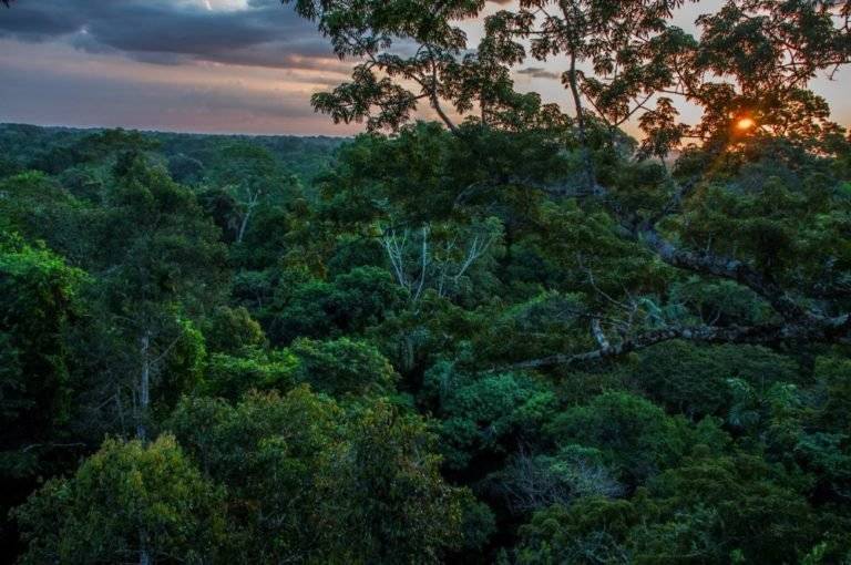 Bosque del Parque Nacional Yasuní. Este lugar megadiverso en fauna y flora está ubicado en Pastaza y Orellana.
