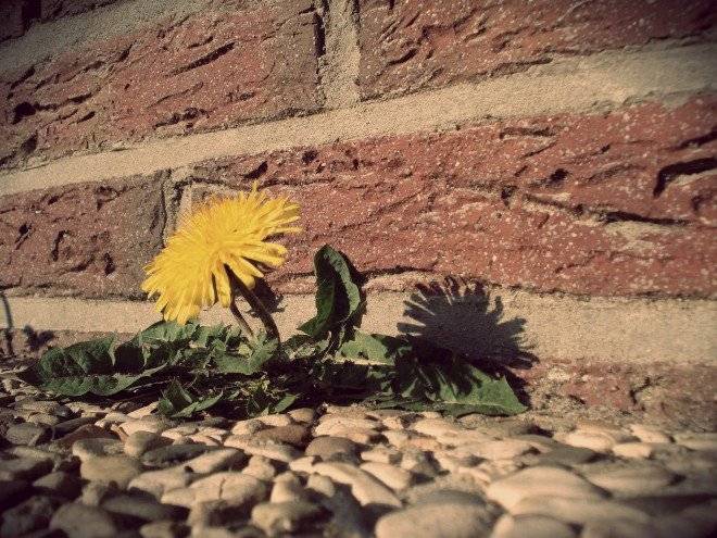 dandelion166561920660x650.jpg