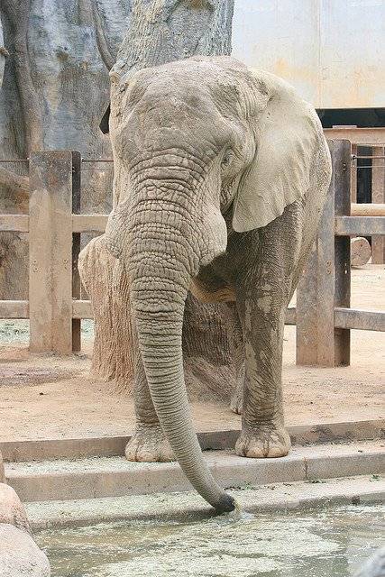 elefante.jpg
