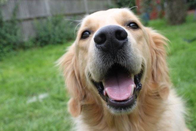 goldenretriever660x650.jpg