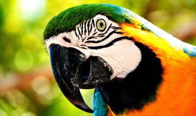 loro660x650.jpg
