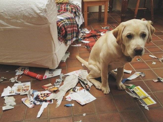 perro660x650-1.jpg