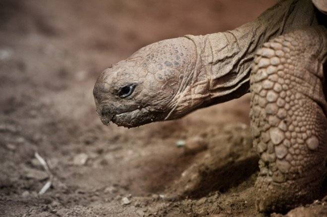 tortu660x650.jpg