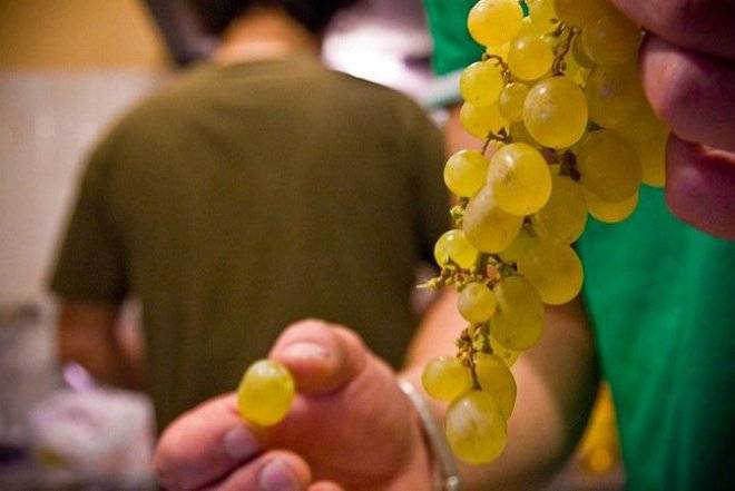 uvas.jpg