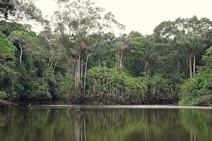 Paisaje de una laguna al interior del Yasuní.