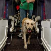 Animales de apoyo emocional ya no deberán ser reconocidos como de servicio por aerolíneas