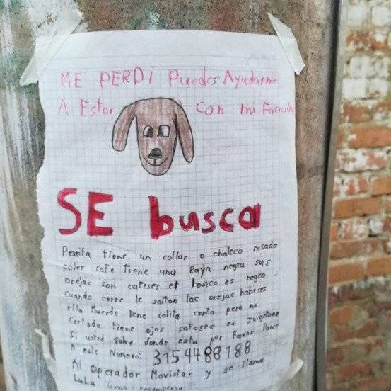 Perrita se busca
