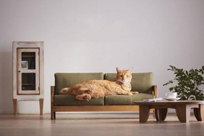 catfurnitureokawacity001700x467.jpg