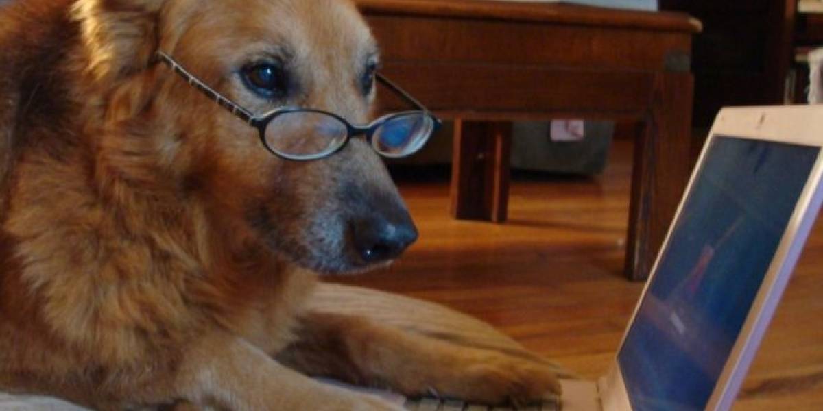 China crea alternativa al juego Cryptokitties, pero con perros virtuales