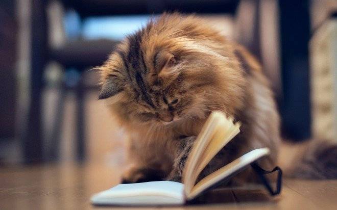 gatoconlibro660x650.jpg
