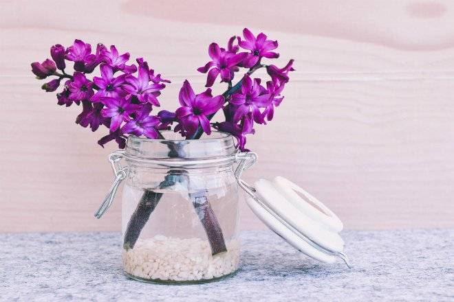 hyacinth7471571920.jpg