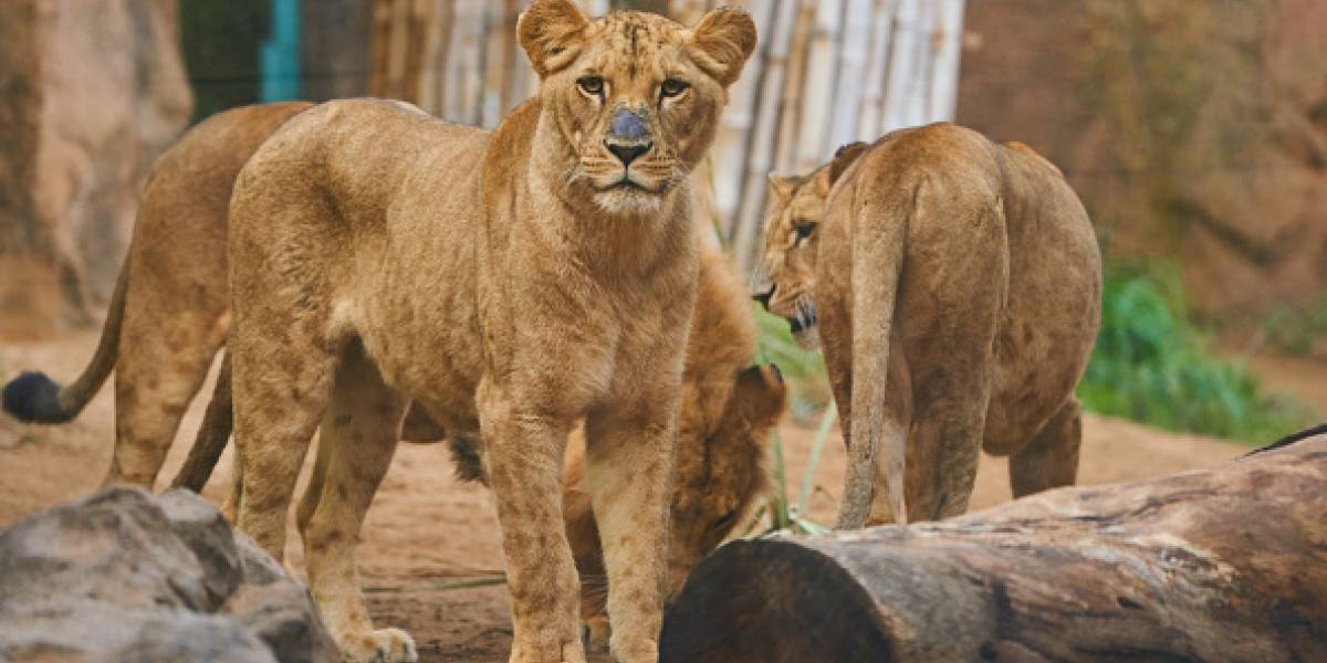 Manada de leones devora a presunto cazador furtivo en reserva de Sudáfrica