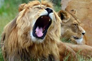 leones