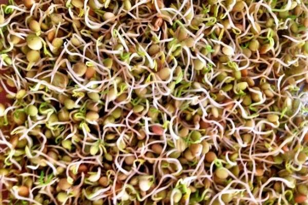 beneficios de comer lentejas germinadas