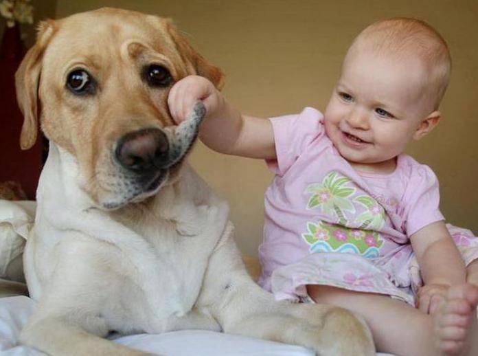 Tu Entrena Y Que Ladren Los Perros