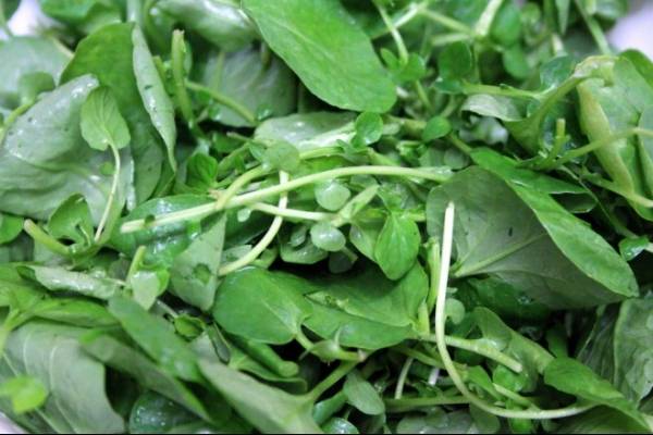 Plantas comestibles de guatemala