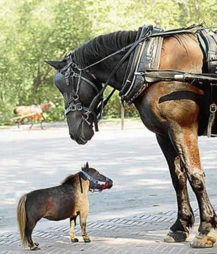 a264horse-2.jpg