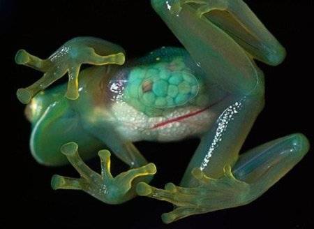 a96745june18glassfrog-2.jpg
