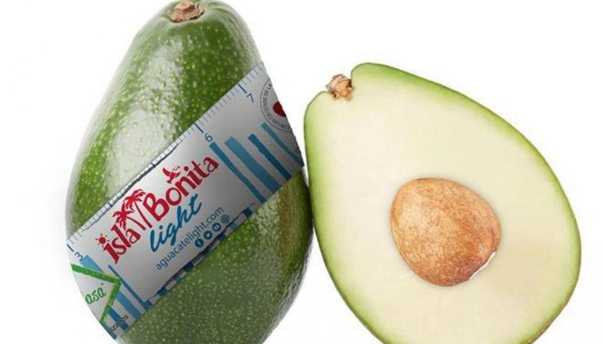avocadolightislabonita1120.jpg
