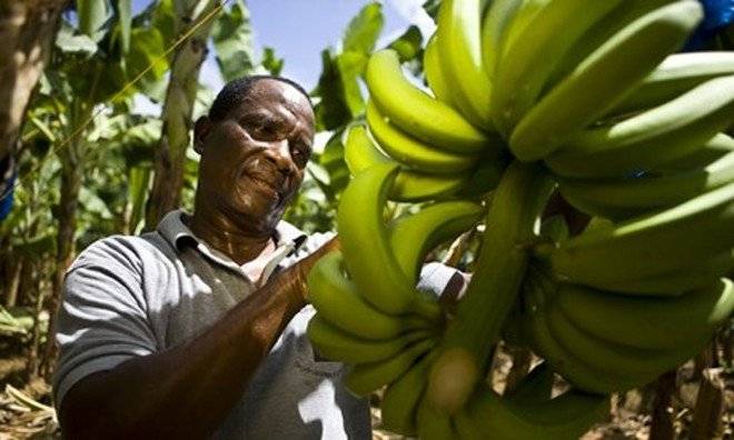 bananafarmer009660x550.jpg