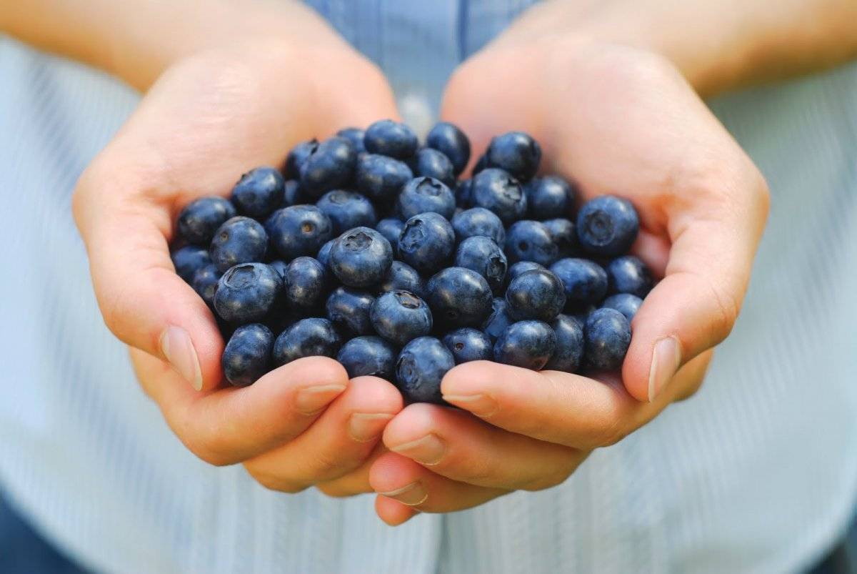 blueberriesinhandshutterstock8400148.jpg