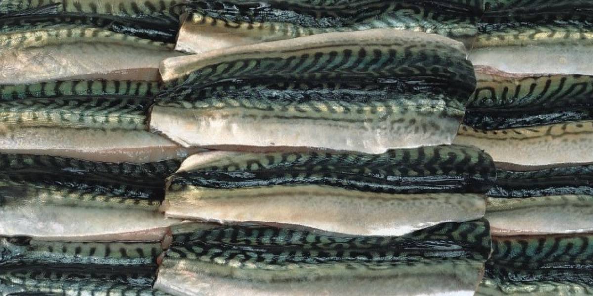 Conoce 3 formas de cocinar y disfrutar de la Caballa Sabrosía Nueva