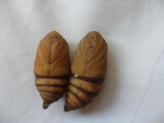 capullos660x550.jpg