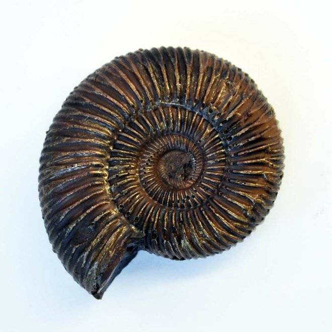 chocolateammonite.jpg