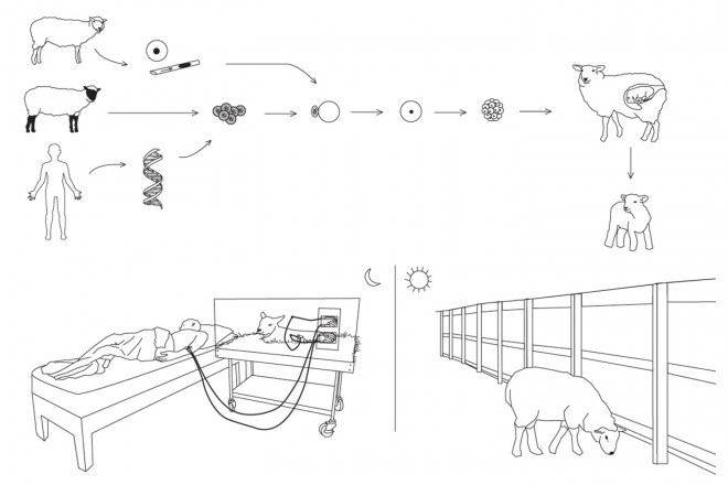 dialysissheep660x550.jpg