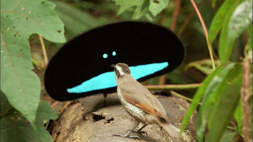 disneyearthbirdparadaise.gif