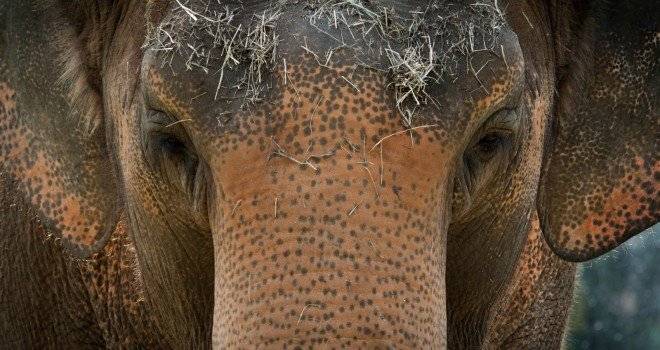 elefante1.jpg