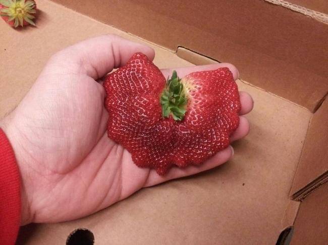 emgnfoodluck4.jpg