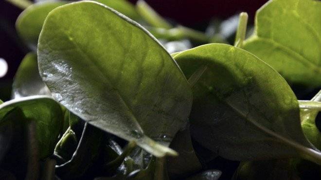 espinaca660x550.jpg